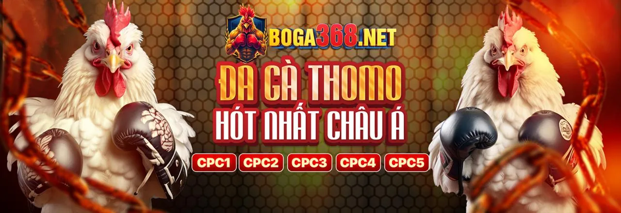 Sân đấu đá gà C2 trực tiếp đầy kịch tính tại Việt Nam